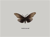 藏品(無尾鳳斑蛾)的圖片